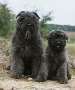 Bouvier Des Flandres Puppies​