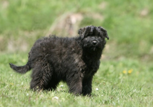 bouvier des flandres for sale​