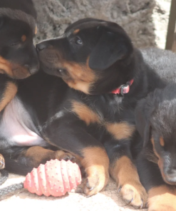 Beauceron Puppies​