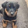 beauceron puppy for sale​