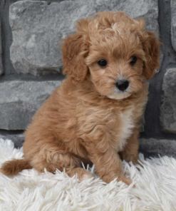 Cavapoo Puppies