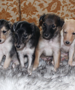 Silken Windhound puppies for sale