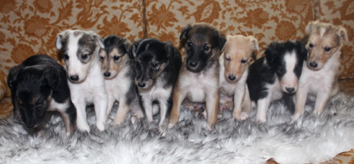Silken Windhound puppies for sale