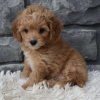 Cavapoo Puppies