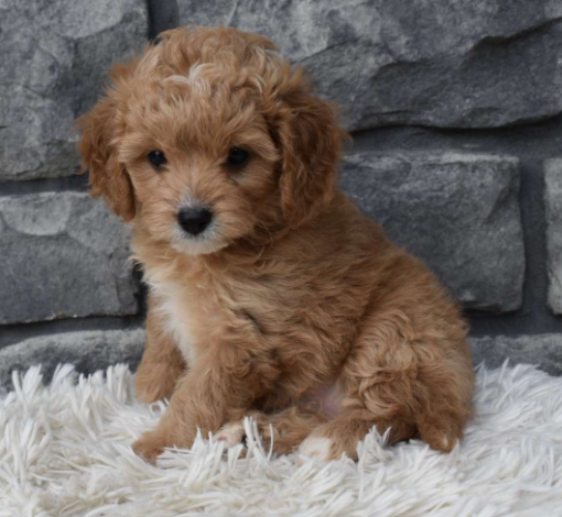 Cavapoo Puppies