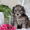 cavapoo puppies for sale​