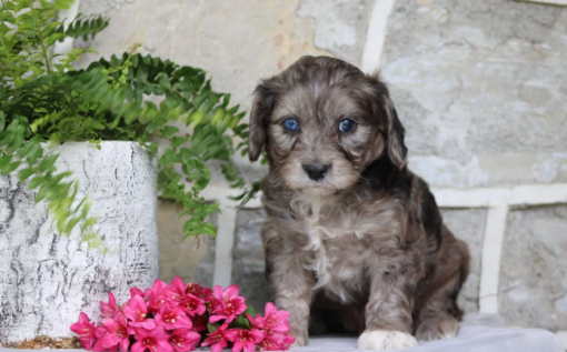 cavapoo puppies for sale​