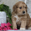 Toy Cavapoo Puppies for sale​