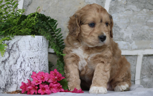 Toy Cavapoo Puppies for sale​