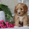 toy cavapoo puppies for sale
