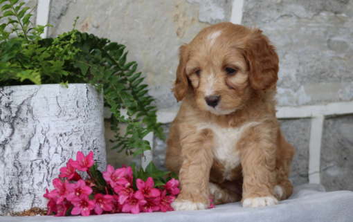 toy cavapoo puppies for sale