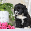 Cavapoo Puppies for Adoption