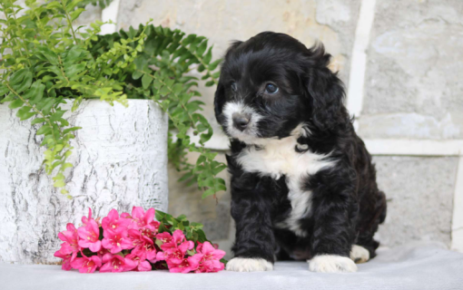 Cavapoo Puppies for Adoption