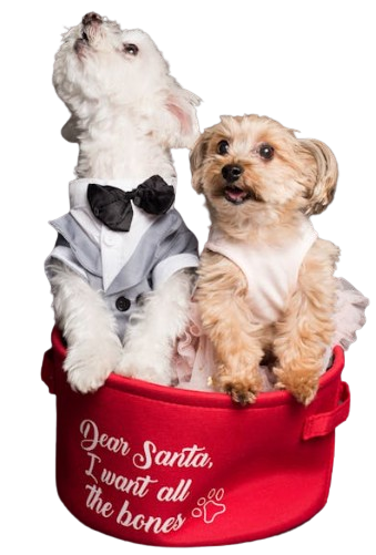 Cavapoo puppies for adoption