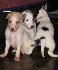 Silken Windhound Puppies