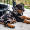 Beauceron for sale