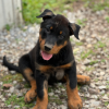 Beauceron