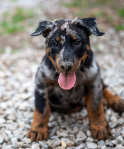 Beaucerons​