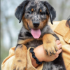Beauceron for adoption