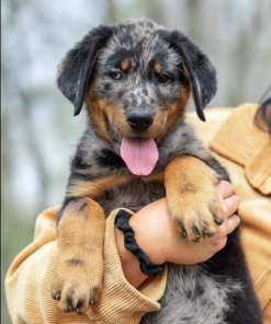Beauceron for adoption