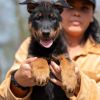 Adoption Beauceron