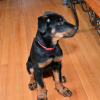beauceron pup