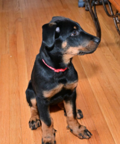 beauceron pup