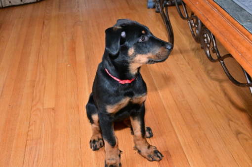 beauceron pup