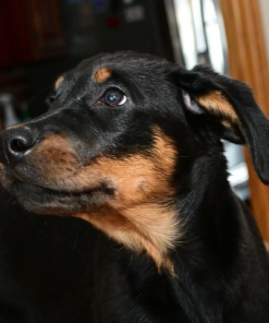 Beauceron puppies for adoption