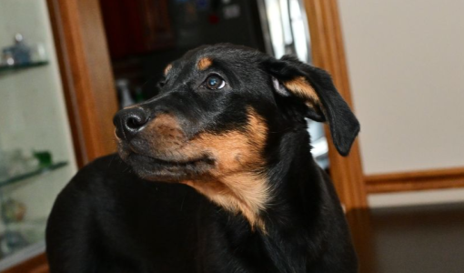 Beauceron puppies for adoption