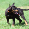 Puppy Beauceron