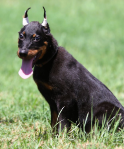 Beaucerons for sale