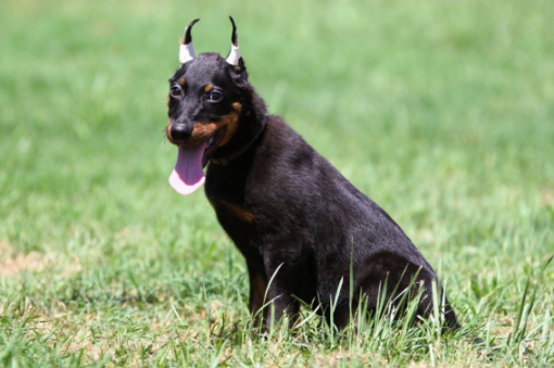 Beaucerons for sale