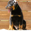 beauceron dog puppies​