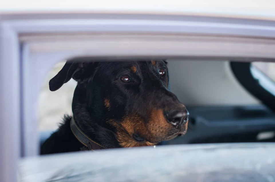 Beauceron Puppies​
