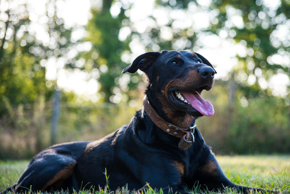 training beauceron dogs