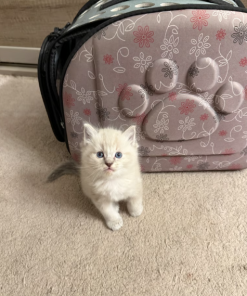 Milo – Male Ragdoll Kitten