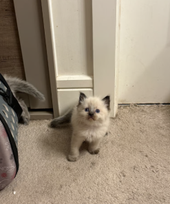 Tenley – Female Ragdoll Kitten