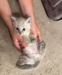 Loki – Male Ragdoll Kitten