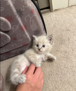 Bella – Female Ragdoll Kitten