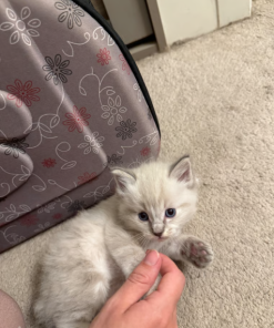 Daisy – Female Ragdoll Kitten