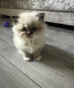 Bella – Ragdoll Kitten Female