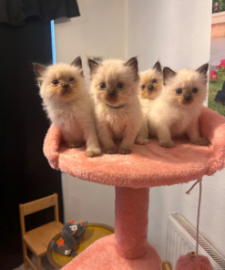 Leo – Male Ragdoll Kitten