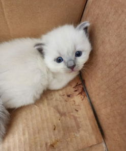 Mary – Female Ragdoll Kitten