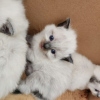 Ragdoll Cats for Sale