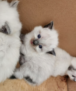 Charlie – Female Ragdoll Kitten