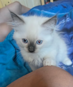 Ollie – Male Ragdoll Kitten