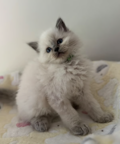 Nala – Female Ragdoll Kitten