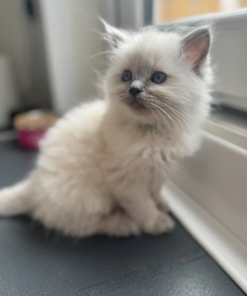 Zara – Female Ragdoll Kitten