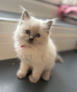Zara – Female Ragdoll Kitten